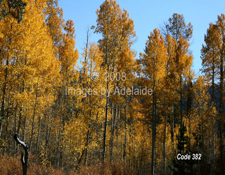 Bell Meadow - Autumn Color